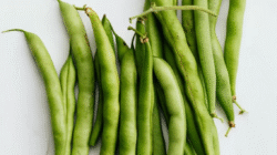 Manfaat Buncis Untuk Menunjang Kesehatan Sehari-Hari