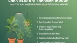 Cara Merawat Tanaman Indoor Agar Tetap Hijau dan Segar Meskipun Jarang Terkena Sinar Matahari